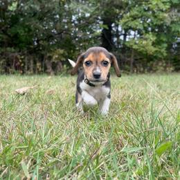 Marshmallow - Black white and tan female Beagle puppy in St. Cloud, Minnesota from Beagle Blessings
