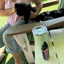 Pug and Shiba Inu Puppies from khshibas-khpugs