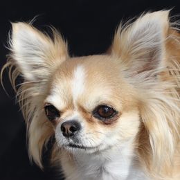Ruth - Chihuahua