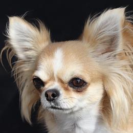 Ruth - Chihuahua