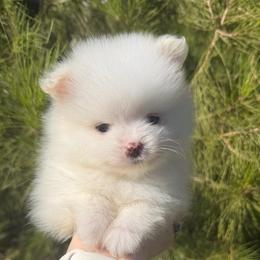 Haaland - White male Pomeranian puppy in Los Angeles, Santa Clarita, California from LT_Poms