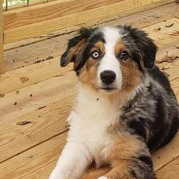 Australian Shepherds from Double hh Cattle & Aussies