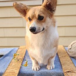 Coco - Pembroke Welsh Corgi