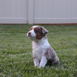 Miniature Australian Shepherd Puppies from Rolling Waves Mini Aussie