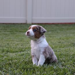 Miniature Australian Shepherd Puppies from Rolling Waves Mini Aussie