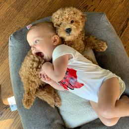 Goldendoodle Puppies from Labradoodleday