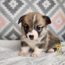 Mayo DM CLEAR - Red female Pembroke Welsh Corgi puppy in Idaho from Arrowleaf Corgis