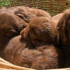 Sussex Spaniels from Primetime Sussex Spaniels