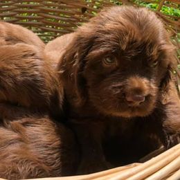 Sussex Spaniels from Primetime Sussex Spaniels