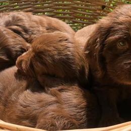 Sussex Spaniels from Primetime Sussex Spaniels
