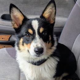 Frannie - Pembroke Welsh Corgi