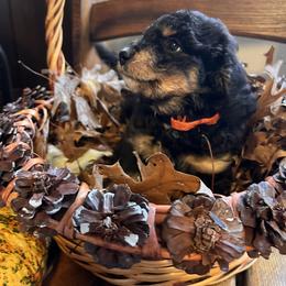 Bernedoodle Puppies from Birdies Mini Bernedoodles