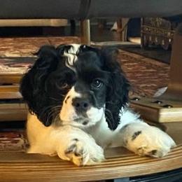 Prior litters - Black white and tan male Cocker Spaniel puppy in Westminster, South Carolina from Hartwell Cocker Spaniel Kennel