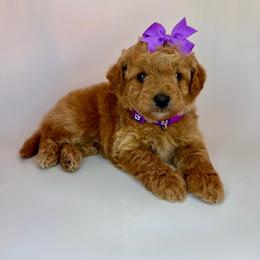 Peep (purple) - Red  female Goldendoodle puppy in Hot Springs, Arkansas from Hot Springs Kennels