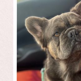 Preacher - French Bulldog puppy in Tennessee from Prestigious K9