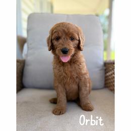 Orbit - Red  male Goldendoodle puppy in Smithfield, Kentucky from KBK9 Kennels