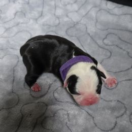 Purple collar - Black and white female Boston Terrier puppy in Des Moines, Iowa from Razmom's Boston Terriers