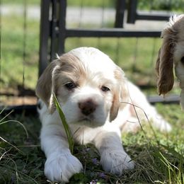 Cocker Spaniel Puppies from Brooks House Cocker Spaniels