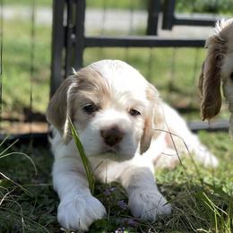 Cocker Spaniel Puppies from Brooks House Cocker Spaniels