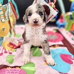 Ally - Blue merle female Sheepadoodle puppy in Willacoochee, Georgia from Kitandkboodle's Doodles