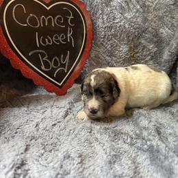 Comet - Merle male Saint Berdoodle puppy in Traverse City, Michigan from Bare Paws Saint Berdoodles