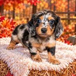 Boo - Dapple female Dachshund puppy in Fultonville, New York from Sandy Aussies, Mini Dachshunds & Pomeranians