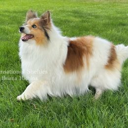 Toy Shetland Sheepdog puppies from Sensational Shelties