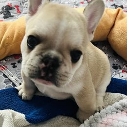 French Bulldog Puppies from Stuudmuffinfrenchies