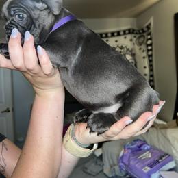 French Bulldog Puppies from Lewert’s puppies
