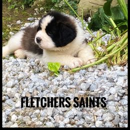Saint Bernard Puppies from Fletchers Saints
