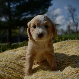 Female 4 - Red  female Goldendoodle puppy in Angola, Indiana from Classic City Doodles