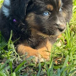 Dixie ASDR - Black tri female Miniature Australian Shepherd puppy in Polk City, Florida from Skaky Shepherds