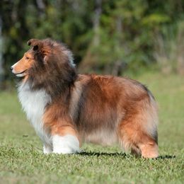 Jillian - Shetland Sheepdog