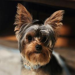 Yorkshire Terriers from GRIFFEY'S SPA AND KENNEL