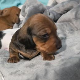 Choco - Chocolate female Dachshund puppy in San Antonio, Texas from Little Paws Doxies