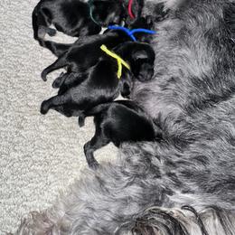 Purple Collar - Black and silver female Miniature Schnauzer puppy in La Fayette, Georgia from Daniels Mini Schnauzers