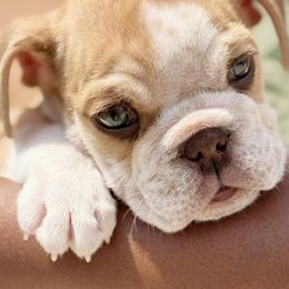 Rudy - Chocolate tri-color male Bulldog puppy in Fort Oglethorpe, Georgia from Jhuntfrenchies