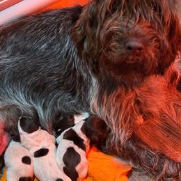 Male 1 - Brown and gray male Wirehaired Pointing Griffon puppy in Maiden, North Carolina from Saint Barbara's Wirehaired Pointing Griffons