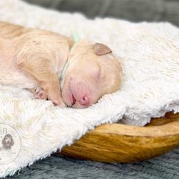 Teal Girl - Cream female Goldendoodle puppy in Carthage, Tennessee from Willows Doodles