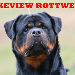 CHICO - Rottweiler