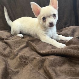 Star fox - Cream and white male Chihuahua puppy in Charlevoix, Michigan from Steadfast Chihuahua’s