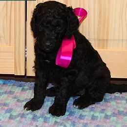 Poodle Puppies from Rines Ridge Poodles