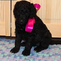 Poodle Puppies from Rines Ridge Poodles