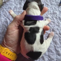 Boy 3 - male English Springer Spaniel puppy in Waynesburg, Ohio from Rebels Ridgeview Acres