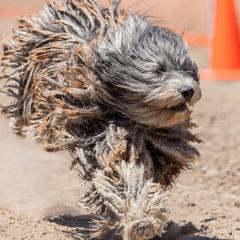 Reagan - Bergamasco Sheepdog