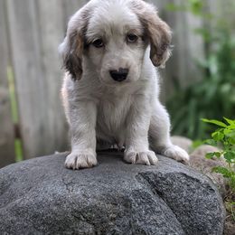 Companion Cross Puppies from Mandala Dogs