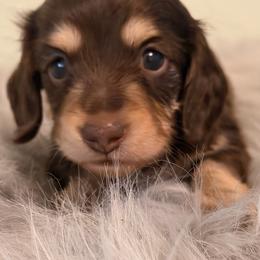 Paris - Chocolate and cream female Dachshund puppy in Call, Texas from Dachshund D’Amore