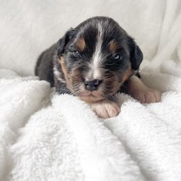 Australian Shepherd Puppies from Burdock Hill Australian Shepherds