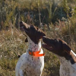 Daisy - German Shorthaired Pointer