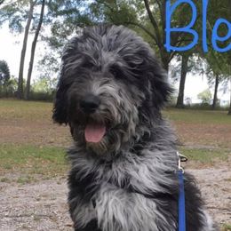 Bleu - Goldendoodle